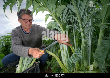 Cardoon being grown in Devon at Riverford Organic Farms, Totnes and harvested by Guy Watson (Guy Singh-Watson), CEO of Riverford.. Stock Photo