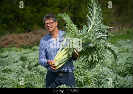 Cardoon being grown in Devon at Riverford Organic Farms, Totnes and harvested by Guy Watson (Guy Singh-Watson), CEO of Riverford.. Stock Photo