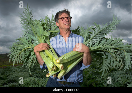 Cardoon being grown in Devon at Riverford Organic Farms, Totnes and harvested by Guy Watson (Guy Singh-Watson), CEO of Riverford.. Stock Photo