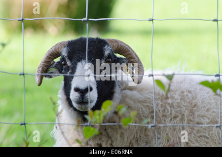 A blackface sheep staring from behind a field fence near Ennerdale, Lake District, England on a sunny Spring day Stock Photo