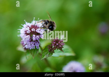 Humble bee on the flower of a Mentha citrata plant at a garden in France.