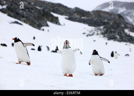 penguin with wings outstretched calling in gentoo penguin colony on cuverville island antarctica Stock Photo