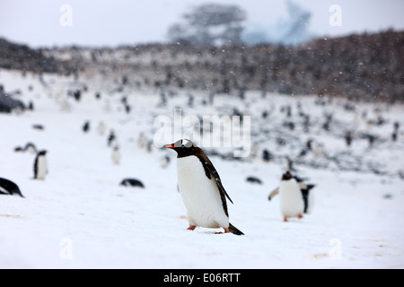penguin walking uphill in snow storm in gentoo penguin colony on cuverville island antarctica Stock Photo