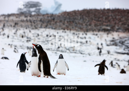 pair of penguins in mutual display on edge of gentoo penguin colony on cuverville island antarctica Stock Photo