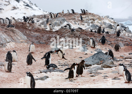 penguins in gentoo penguin colony on cuverville island antarctica Stock Photo