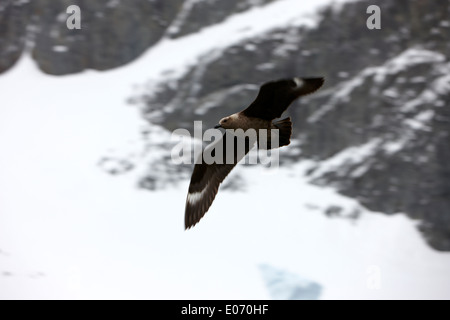 brown antarctic skua flying in the errera channel antarctica Stock Photo