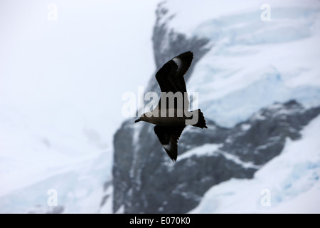 brown antarctic skua flying in the errera channel antarctica Stock Photo