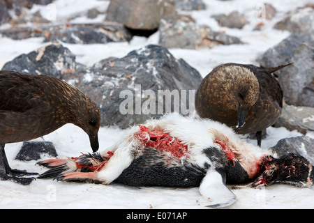 two antarctic skua picking over the remains of dead gentoo penguin neko harbour antarctica Stock Photo