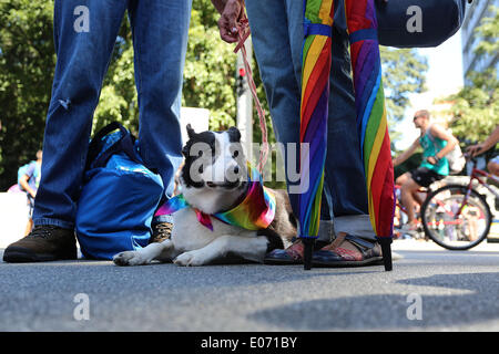 Sao Paulo, Brazil. 4th May, 2014. A dog rests during the Gay Pride Parade, in Sao Paulo, Brazil, on May 4, 2014. © Rahel Patrasso/Xinhua/Alamy Live News Stock Photo