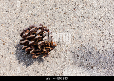 a small pine cone fallen on the ground Stock Photo