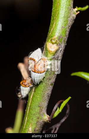 macro shot of a cochineal colony over a citrus branch Stock Photo