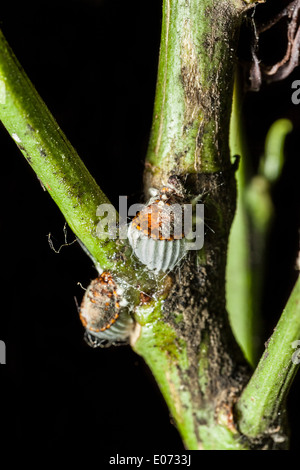 macro shot of a cochineal colony over a citrus branch Stock Photo