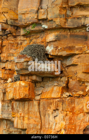 Osprey Nest on King George River, the Kimberley, Western Australia, Australia Stock Photo