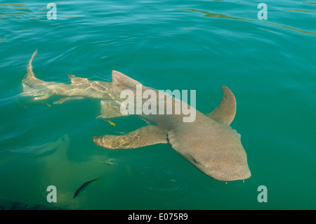 Tawny Nurse Shark in Talbot Bay, the Kimberley, Western Australia, Australia Stock Photo