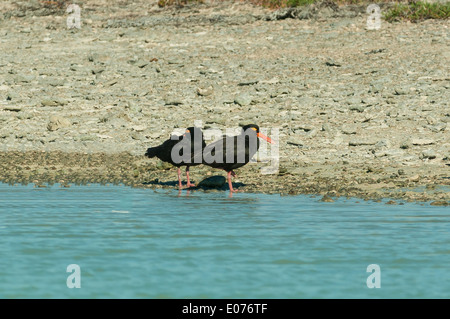 Pair of Sooty Oystercatchers at Lacepede Islands, the Kimberley, Western Australia, Australia Stock Photo