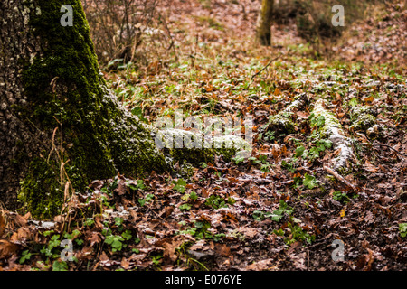 a lot of dead, dry leaves in the undergrowth Stock Photo