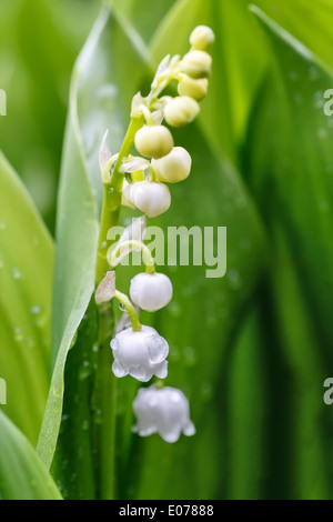 Wild blooming lily of the valley in the spring Stock Photo - Alamy