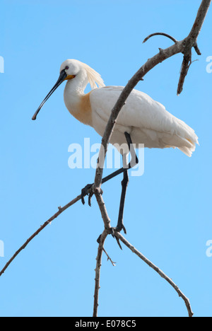 Eurasian Spoonbill (Platalea leucorodia) with crest perching on a branch Stock Photo