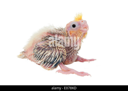 A cockatiel (Nymphicus hollandicus) baby bird isolated on white background Stock Photo