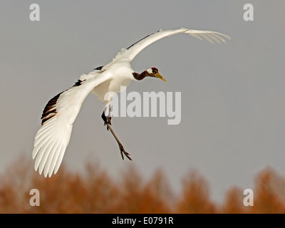 Red-crowned crane landing Stock Photo