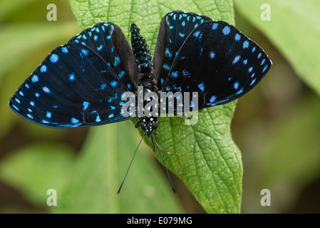 A male Starry Cracker butterfly at rest Stock Photo