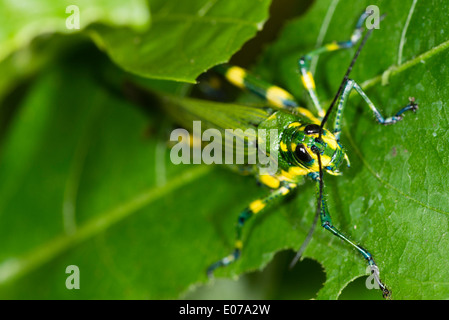 An adult Ecuadorian Lubber Grasshopper Stock Photo