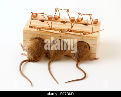 Mousetrap with mice. Stock Photo