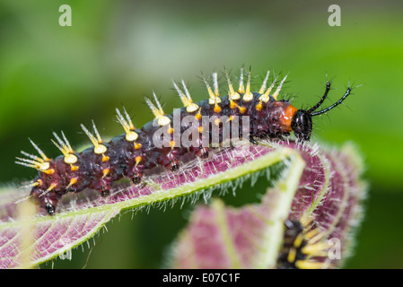 A larva of the Rusty-tipped Page butterfly Stock Photo