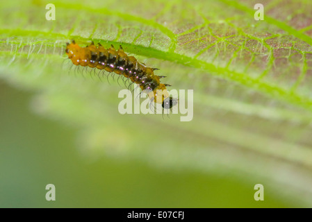 A young larva of the Rusty-tipped Page butterfly Stock Photo