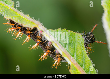 A Rusty-tipped Page larva Stock Photo