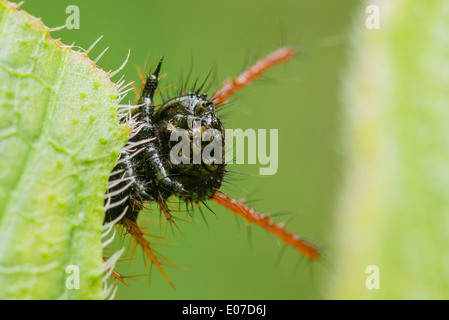 The head of a Rusty-tipped Page larva Stock Photo