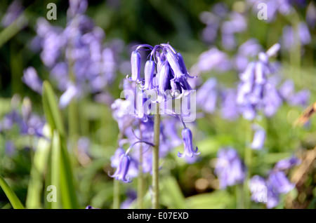 Bluebells in a  woodland glade on Greensand Ridge in Stockgrove Country Park, UK Stock Photo