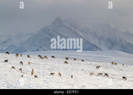 Caribou Rangifer tarandus, herd crossing snow fields, Dalton Highway, Brooks Range, Alaska in October. Stock Photo