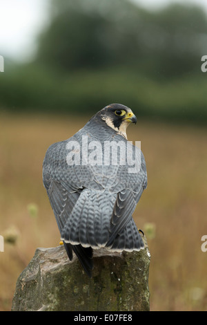 Peregrine falcon Falco peregrinus (captive), adult, perched on rock, Hawk Conservancy Trust, Hampshire in September. Stock Photo