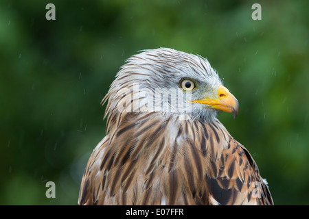 Red kite MIlvus milvus (captive), head shot in rain shower, Hawk Conservancy Trust, Hampshire in September. Stock Photo