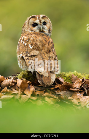 Tawny owl Strix aluco (captive), adult, perched on mossy log amongst leaves, Hawk Conservancy Trust, Hampshire, UK in April. Stock Photo
