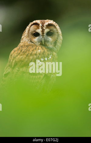 Tawny owl Strix aluco (captive), adult, perched on mossy log amongst leaves, Hawk Conservancy Trust, Hampshire, UK in April. Stock Photo