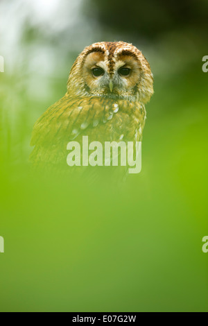 Tawny owl Strix aluco (captive), adult, perched on mossy log amongst leaves, Hawk Conservancy Trust, Hampshire, UK in April. Stock Photo
