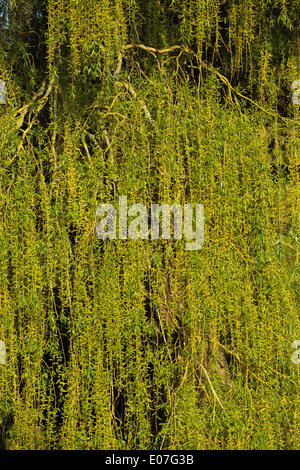 Close-up view of Weeping willow Salix babylonica branches and leaves, Starcross, Devon in April. Stock Photo