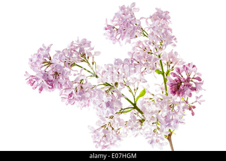 Common Lilac, Syringa vulgaris Stock Photo