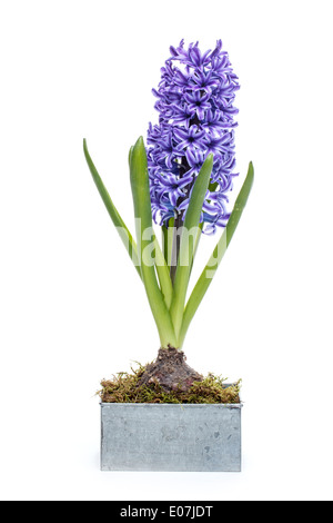 Beautiful blue hyacinth isolated on a white background Stock Photo