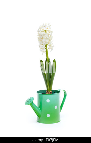 Beautiful white hyacinth flower in watering can Stock Photo