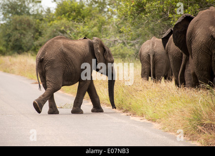 young elephant in wild nature crossing the road Stock Photo