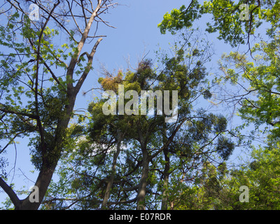 Looking up at a tree covered in mistletoe , Prater park Vienna Austria Stock Photo