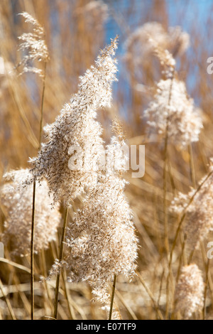 Common bulrushes (Typha latifolia) growing at  Middlesex Filter Beds Nature Reserve, Hackney, London, UK Stock Photo