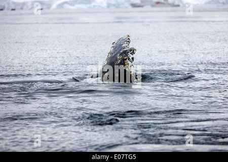 juvenile humpback whale pectoral fin slapping on surface of wilhelmina bay Antarctica Stock Photo