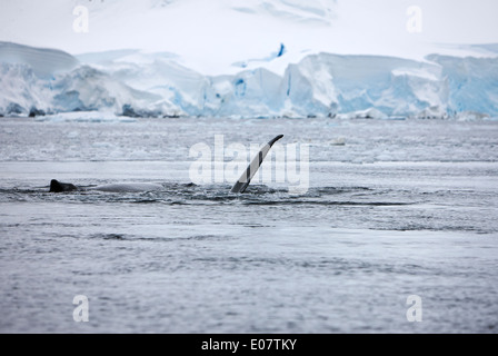 juvenile humpback whale pectoral fin slapping close to other whale on surface of wilhelmina bay Antarctica Stock Photo