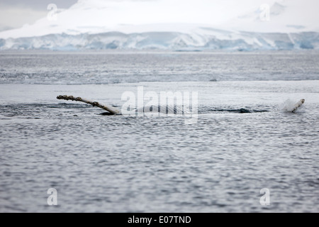 juvenile humpback whale pectoral fin slapping and rolling upside down showing baleen on surface of wilhelmina bay Antarctica Stock Photo
