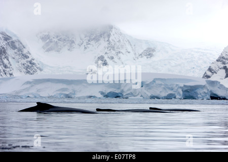 Three humpback whales Stock Photo - Alamy