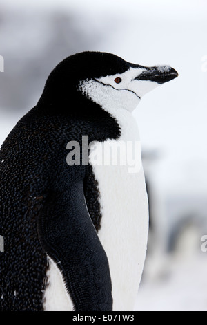 chinstrap penguin on hannah point Antarctica Stock Photo